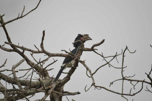 isolierter Trompetenhornvogel auf einem Baum im Umkhuze-Wildreservat in Südafrika - Foto, Bild