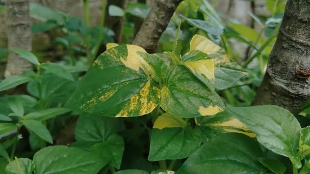 Peperomia pellucida (Holunder, leuchtende Buschpflanze und Mensch zu Mensch) mit natürlichem Hintergrund. - Filmmaterial, Video