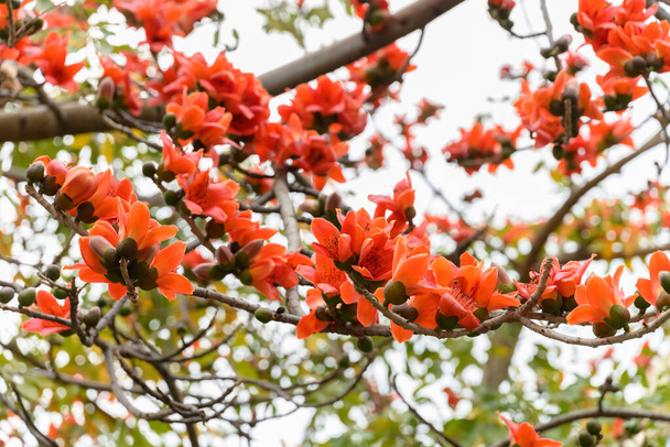 Bombax ceiba floreciente o árbol de algodón rojo
 - Foto, Imagen