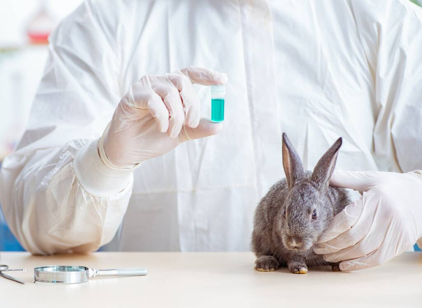 Médico veterinario revisando conejo en su clínica - Foto, imagen