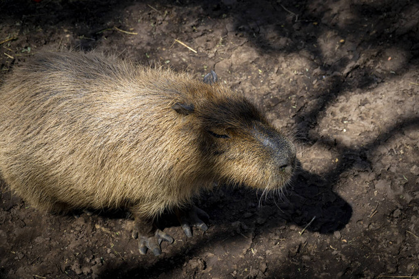 Egy gyönyörű Capybara kép. - Fotó, kép