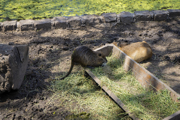 Güzel bir Capybara çifti manzarası. - Fotoğraf, Görsel