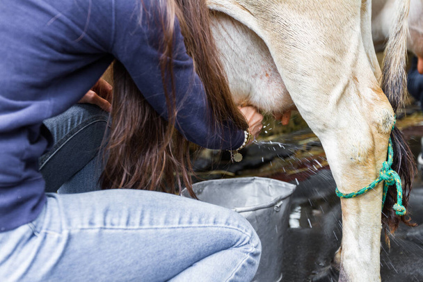 close up of a woman milking a cow by hand - Photo, Image
