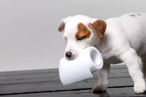 Tuvalet kağıdı ile küçük terrier köpek yavrusu - Fotoğraf, Görsel