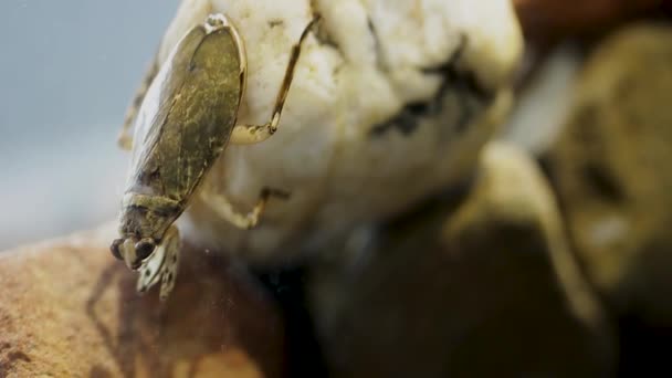 Feroz comportamiento de bobinado de cabeza de insecto de agua
 - Metraje, vídeo