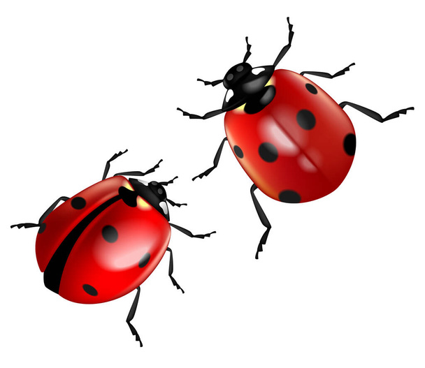 Realistic ladybug isolated on a white background, Highly realistic illustration. - Vector, afbeelding