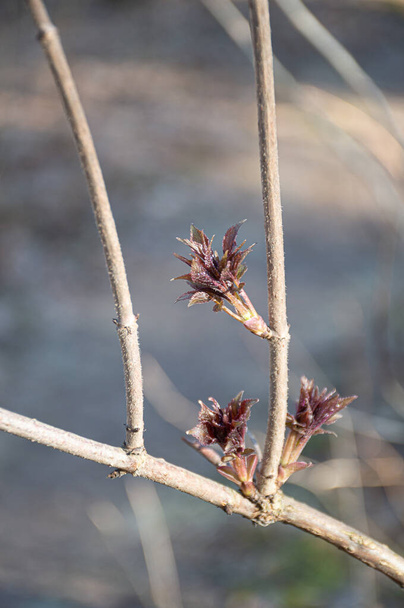 nuevas hojas verdes en el árbol de ramas en primavera
 - Foto, imagen