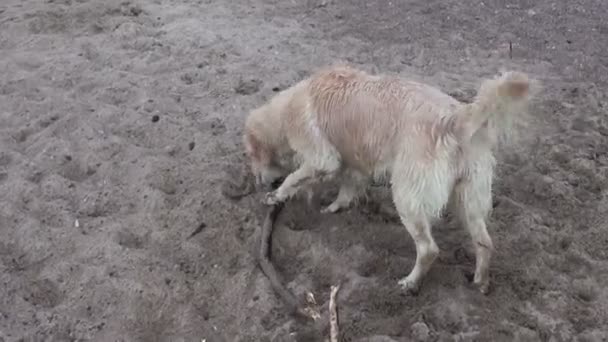 Nedves szőrös kutya a tengeri homok Stick - Felvétel, videó