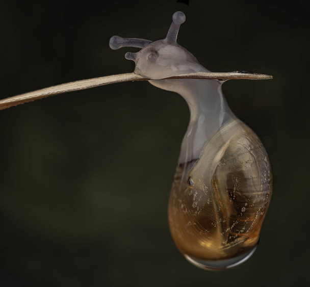 Baby slak pasgeboren uit regendruppel - Foto, afbeelding