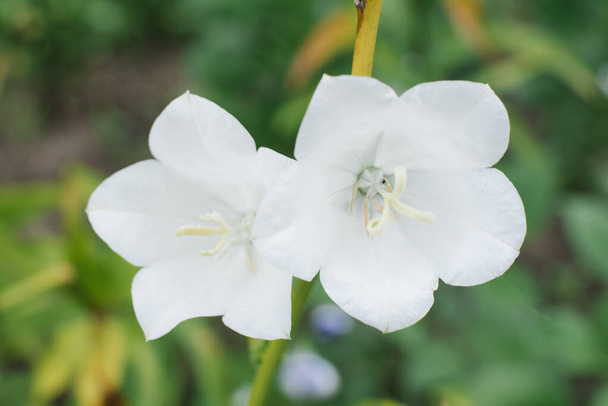 Duas belas flores de sino branco em close-up crescem no jardim no verão. Foco seletivo
. - Foto, Imagem