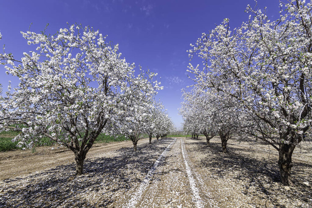 青い空に対して果樹園のアーモンドの花の木の行。イスラエル - 写真・画像
