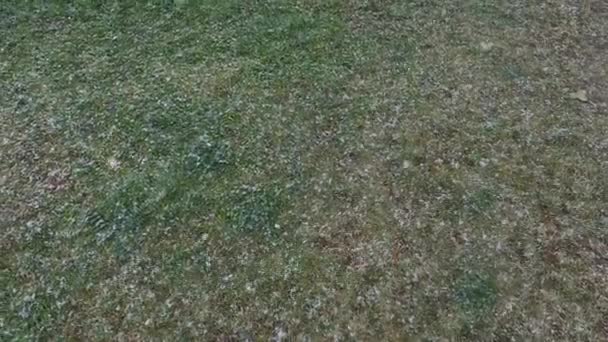 Wczesny lub późny śnieg na zielonej trawie. Duże płatki z wiatrem, zestrzelone, w kierunku ziemi. - Materiał filmowy, wideo