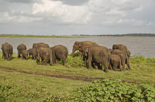 Elephants in the Udawalawe National Park on Sri Lanka - Fotó, kép