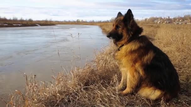 Perro pastor alemán en primavera se sienta en la orilla del río y mira el agua
. - Metraje, vídeo