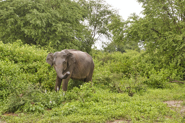 Слоны в Национальном парке Удавалаве на Шри-Ланке
 - Фото, изображение