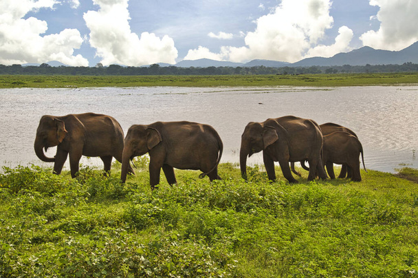 Elephants in the Udawalawe National Park on Sri Lanka - Fotó, kép