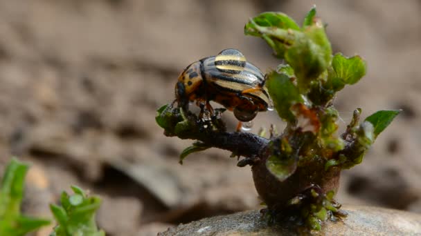 Kolorado-Käfer auf frischem Kartoffelkeim mit Regentropfen - Filmmaterial, Video