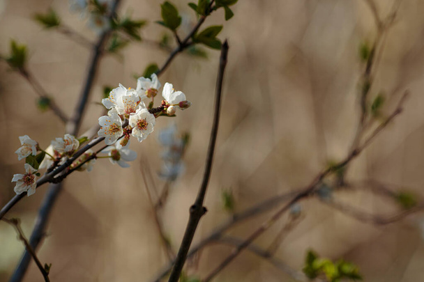 Kvetoucí větev s květy třešňové švestky. Kvetoucí strom. myšlenka a koncepce jara, probuzení a zdraví - Fotografie, Obrázek