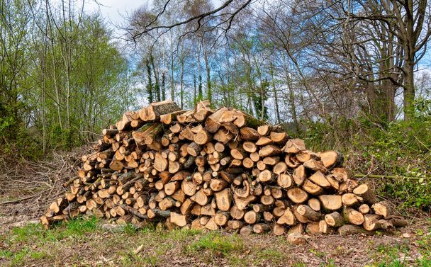 Uma pilha de madeira numa floresta. Fechar tiro
 - Foto, Imagem