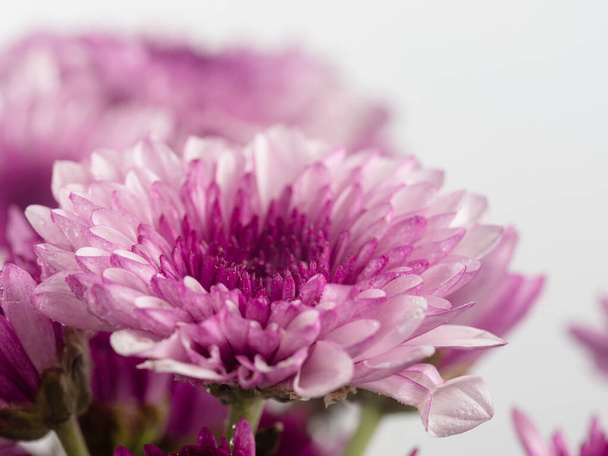 Flowers with multi-layered petals, Chrysanthemum pink flower. Closeup flower. Nature. background. Flower blooming  - Photo, Image