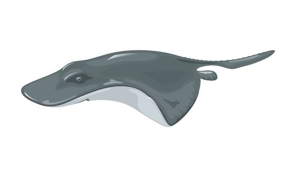 Crampfish o torpedo atlántico es una especie de pez rayo eléctrico con disco de aleta pectoral circular de color oscuro.
. - Vector, imagen