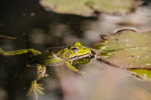 Frog. A frog in water near water lily leaves. Frog in the conditions of the nature - Fotoğraf, Görsel