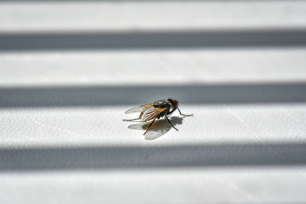 Büyük sinek pencere eşiğinde dinleniyor. - Fotoğraf, Görsel