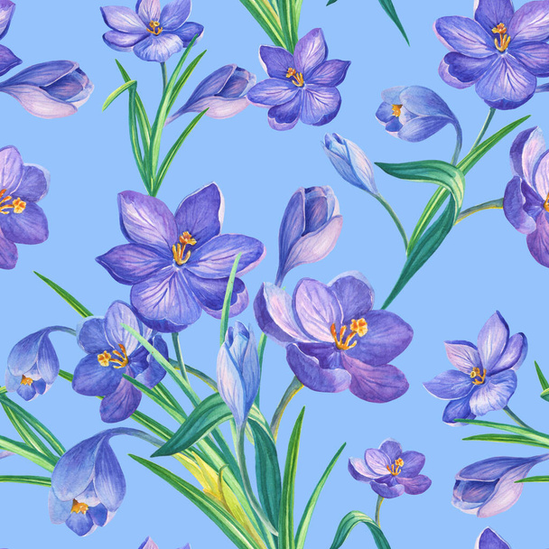 Spring seamless pattern with crocuses.Watercolour flowers of saffron on a blue background.Watercolor illustration. - Foto, imagen