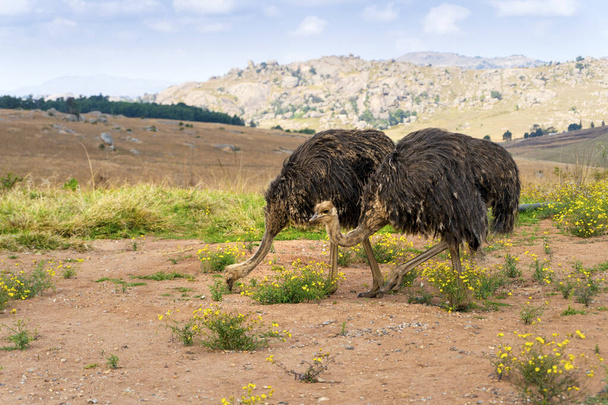 Duże strusie spacerujące i pasące się w Eswatini, Afryka - Zdjęcie, obraz