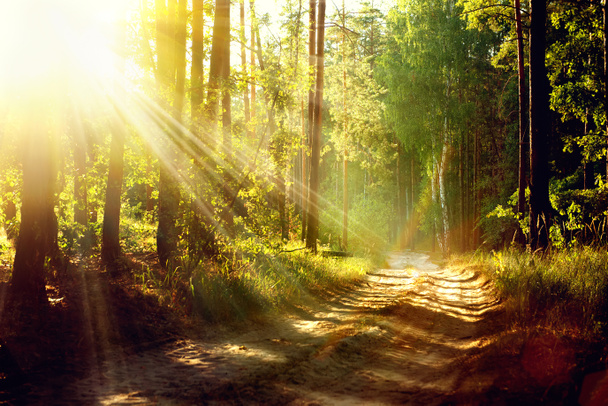 Kaunis kohtaus Misty Old Forest auringon säteet, varjot ja sumu
 - Valokuva, kuva