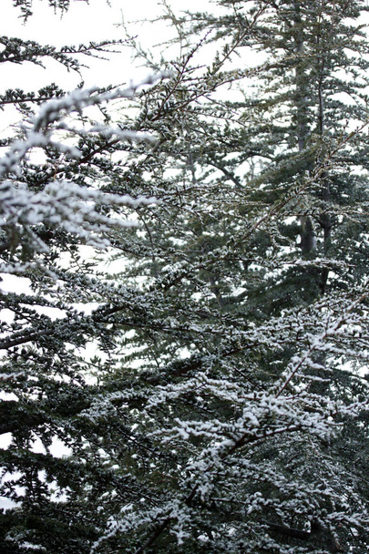 常緑松の雪 - 写真・画像