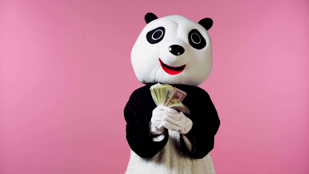 osoba v panda medvěd kostým mávání peníze izolované na růžové  - Záběry, video