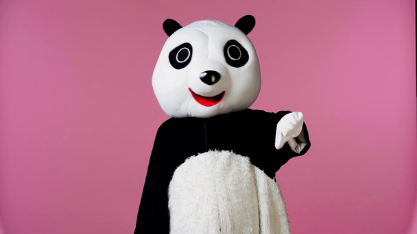 pessoa em panda urso traje mostrando polegar para baixo isolado em rosa
  - Filmagem, Vídeo