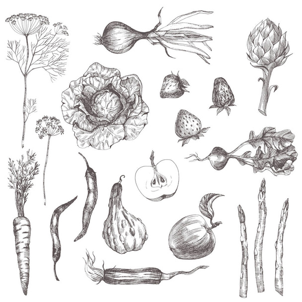 Watercolor vector set of hand drawn vegetables  - Вектор, зображення