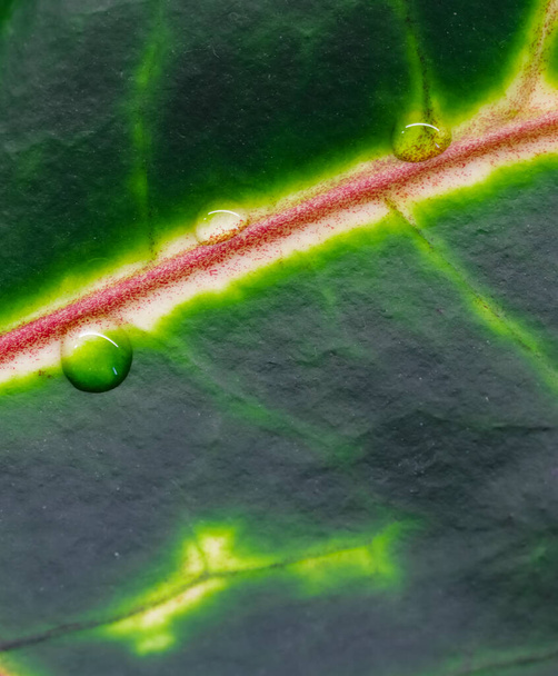 Abstrakti vihreä tausta. Makro Croton kasvi lehtiä vesipisaroita. Luonnollinen tausta brändin suunnittelu
 - Valokuva, kuva