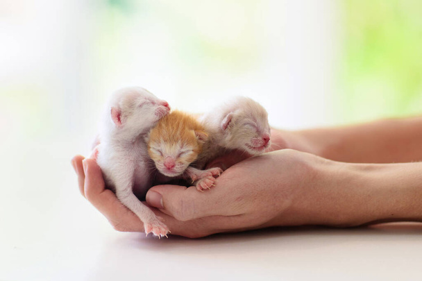 Kätzchen schlafen in Menschenhänden. Tierbesitzer und seine Katze. Gemütlicher Schlaf und Mittagsschlaf mit Haustieren. Neugeborene Katzenbabys entspannen sich. Tierliebe. - Foto, Bild