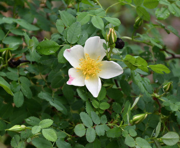 Valkoinen ruusunmarja kukka sateen jälkeen kevätpuutarhassa
 - Valokuva, kuva