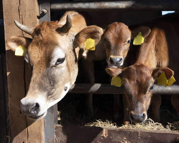 jersey cow and calves in open stable on dutch organic farm in the netherlands - Foto, Imagem