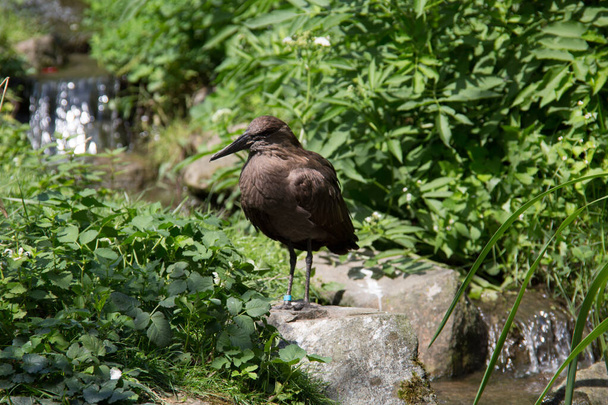 Vogel se uklízí u potoka. - Fotografie, Obrázek