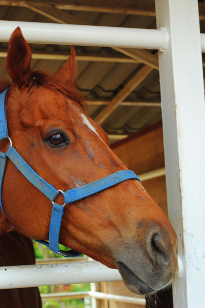 Face horse in farm - Photo, Image