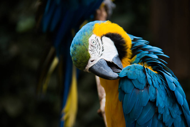 rot blau grün große Papageien aus Südamerika - Foto, Bild