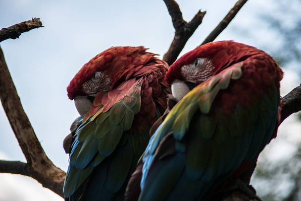 rouge bleu vert gros perroquets d'Amérique du Sud
 - Photo, image