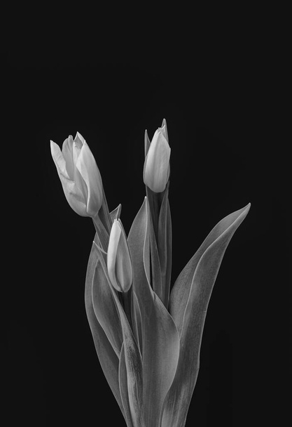 monochrome bouquet of three young tulips,vintage painting style macro on black background in vintage painting style - Foto, Imagem