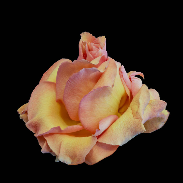 ροζ κίτρινο τριαντάφυλλο ανθίζει vintage μακροεντολή, χρώμα λεπτή τέχνη νεκρή φύση από ένα ενιαίο άνθος, λεπτομερή υφή, μαύρο φόντο - Φωτογραφία, εικόνα