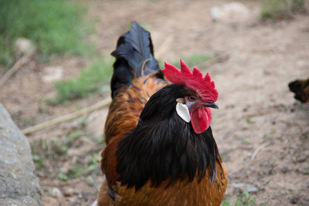 Rooster with a beautiful comb - Photo, Image