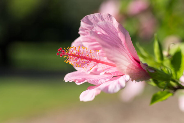 Pink Hibiscus Rosa-Sinensis: Beautiful Flowering Plant - Photo, Image