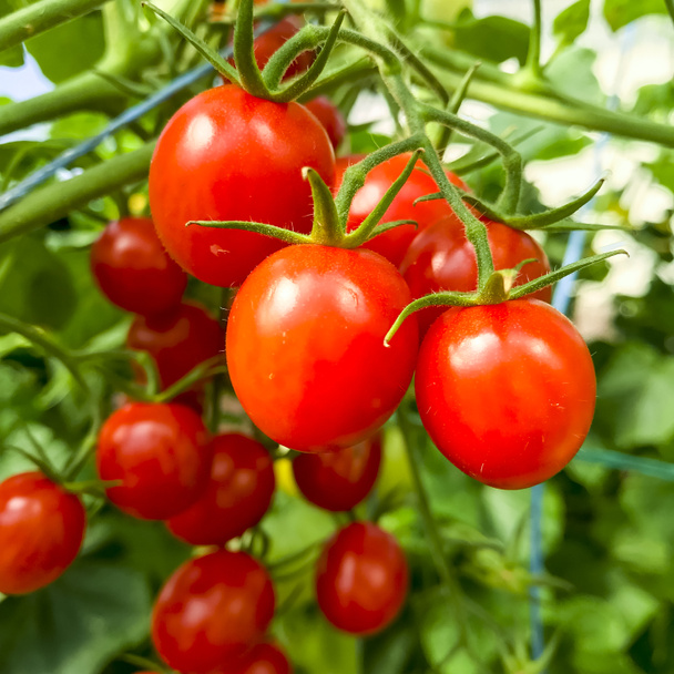 Yazın serada çalıların üzerinde olgun kırmızı domatesler hasat ediliyor. - Fotoğraf, Görsel