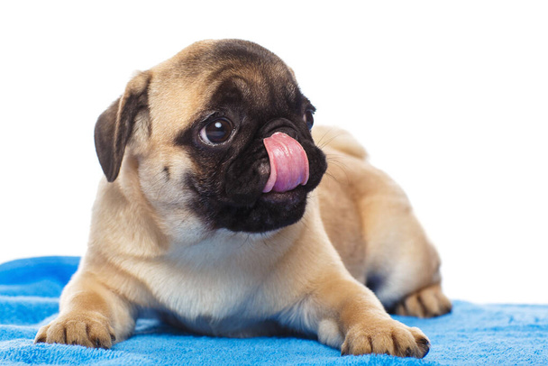 Pug puppy on a blue towel, isolated on white background - Photo, Image