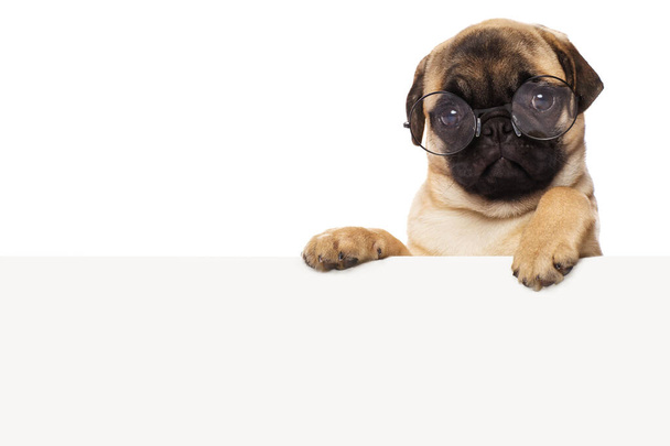 Pug cachorro con gafas con una hoja de papel blanco
 - Foto, Imagen
