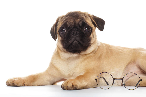Pug puppy met bril, geïsoleerd op wit - Foto, afbeelding